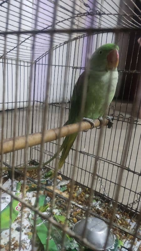 Raw parrot 17 month age 1