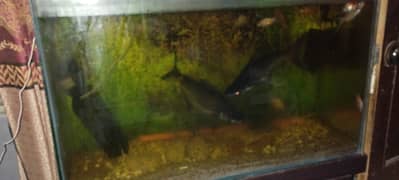 fish aquarium urgent for sale