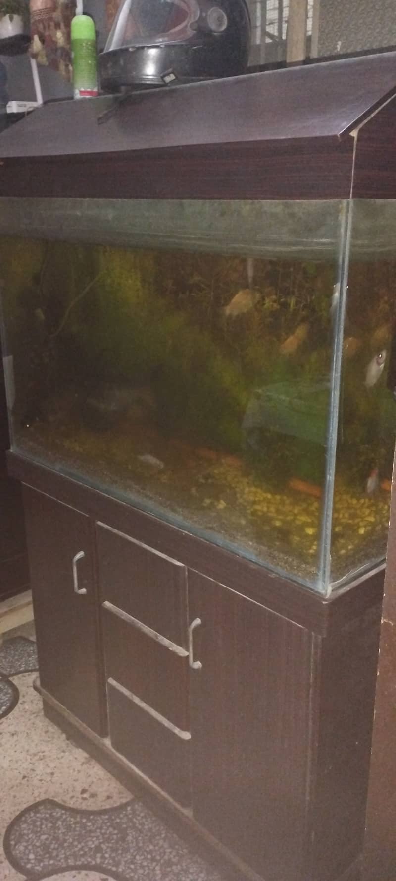 fish aquarium urgent for sale 1