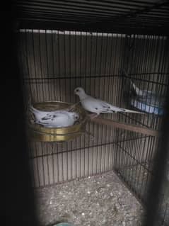 diamond pied self Phatay 500 pec only