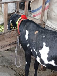 Ambersari Betal bakri goats