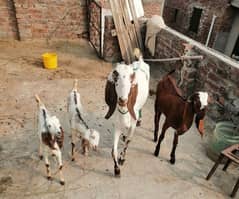 4 goats for sale in cheap price