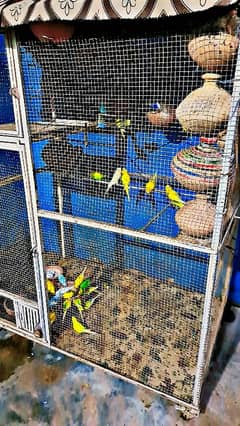 Budgerigar Parrots