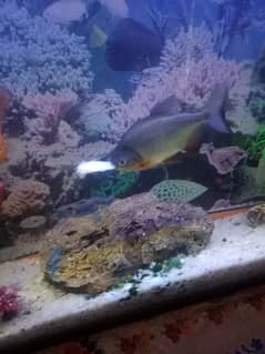 Aquarium for sale