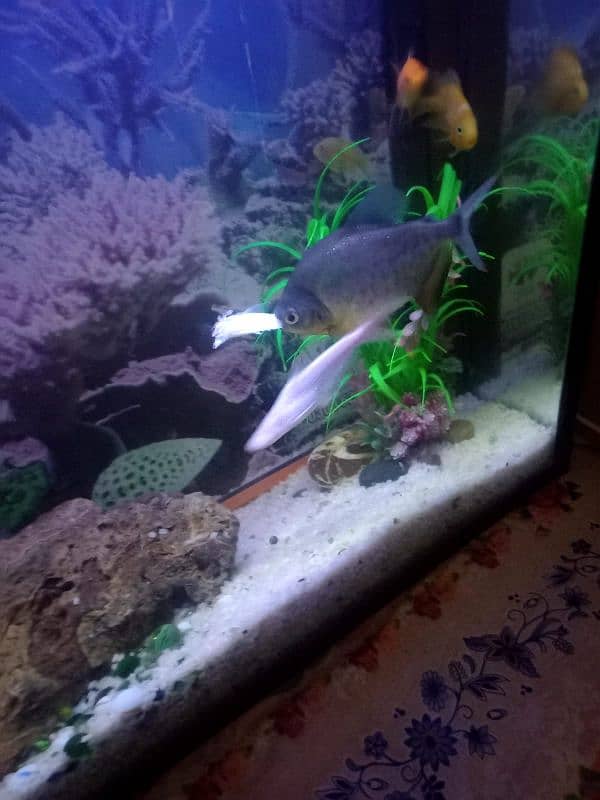 Aquarium for sale 1