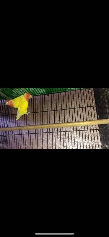 love birds breeding sutap Sal 1