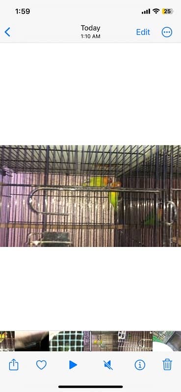 love birds breeding sutap Sal 2