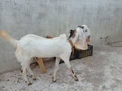 Bakra / Goat