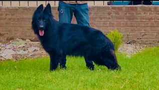 black German Shepherd