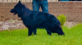 black German Shepherd