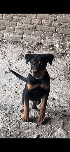 Rottweiler Male puppy for sale