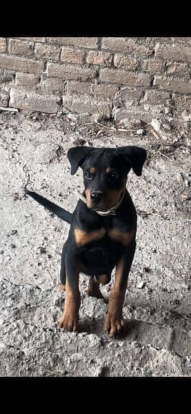 Rottweiler Male puppy for sale 0