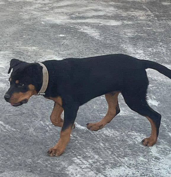 Rottweiler Male puppy for sale 1