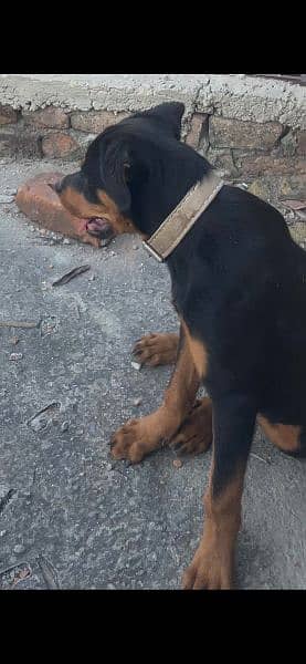 Rottweiler Male puppy for sale 2