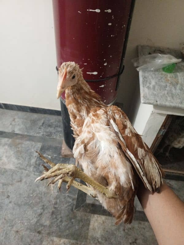 HENS FOR SALE 3