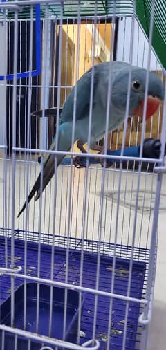 Blue Ringneck