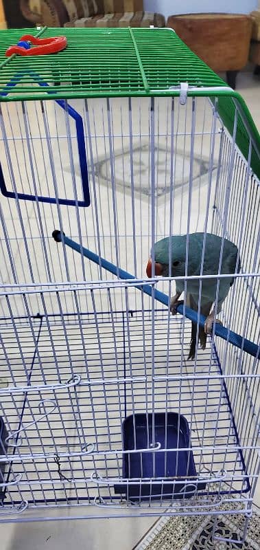 Blue Ringneck 1