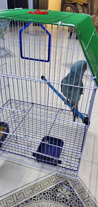 Blue Ringneck 2