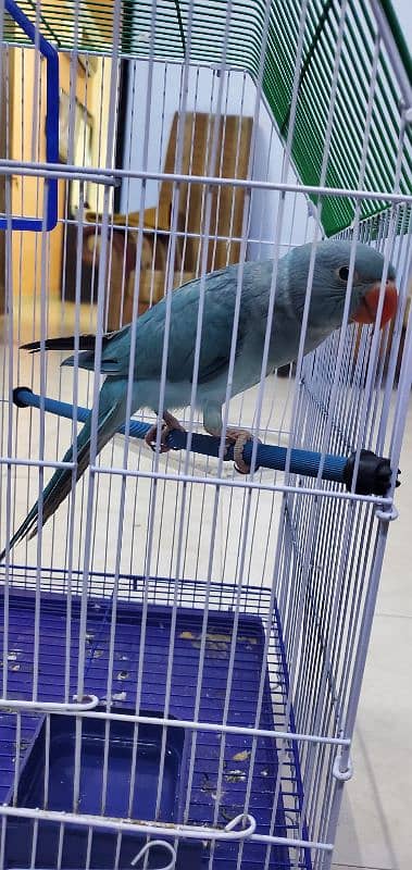 Blue Ringneck 3