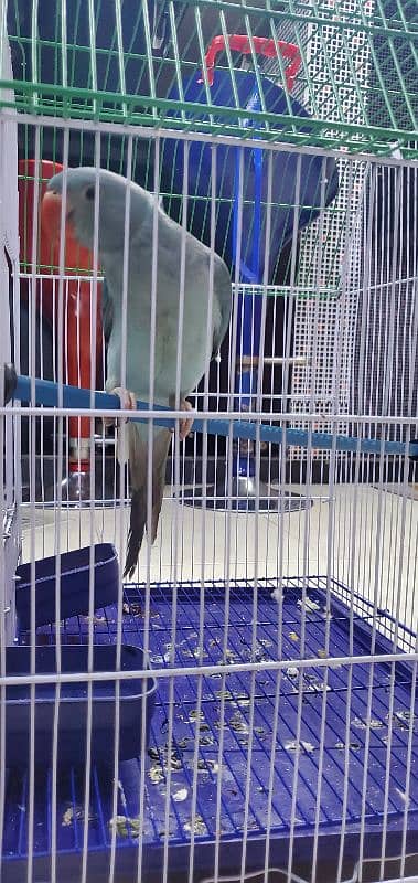 Blue Ringneck 4