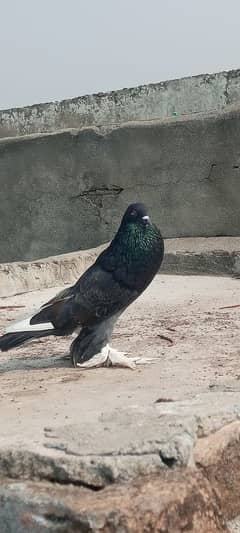 magpie pigeon for sale 0