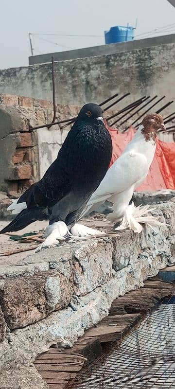 magpie pigeon for sale 2