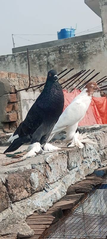 magpie pigeon for sale 3