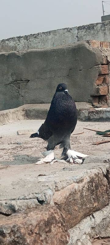 magpie pigeon for sale 4