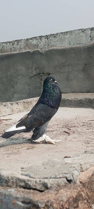 magpie pigeon for sale 5