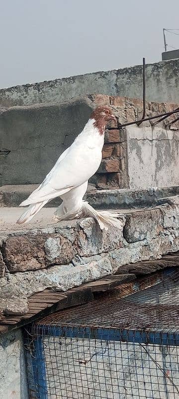 magpie pigeon for sale 6