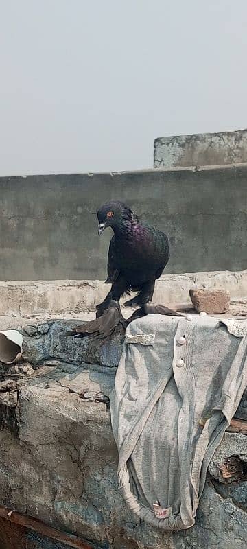 magpie pigeon for sale 8