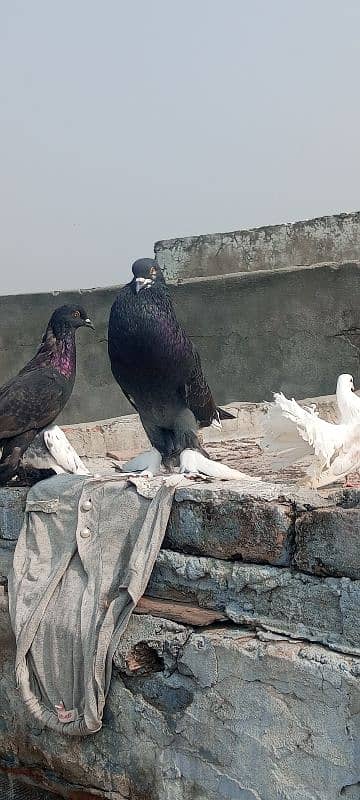 magpie pigeon for sale 10