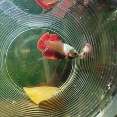 Exotic Bettas Looking for new shelter