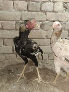 1 pair or 1 male mianwali aseel for sale