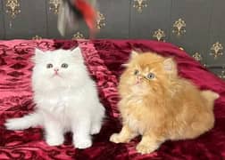 Persian kittens triple coat pair for sale contact whatsap 03288426681