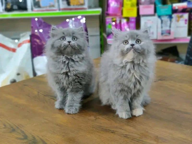 Persian kittens triple coat pair for sale contact whatsap 03288426681 2