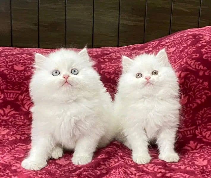 Persian kittens triple coat pair for sale contact whatsap 03288426681 3