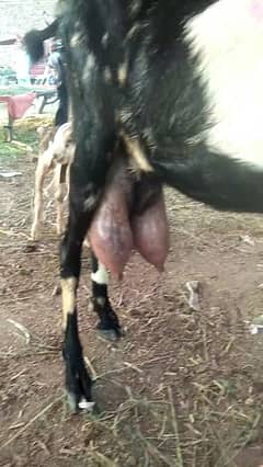 milking goat 0