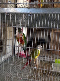 pinapple conure breeder pair parrots/birds