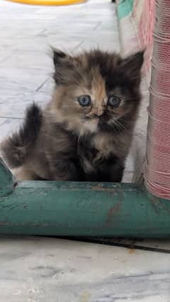 dual face Persian fluffy kitten