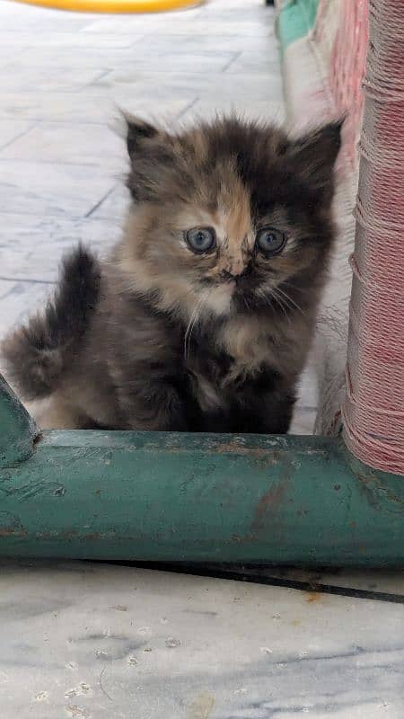 dual face Persian fluffy kitten 0