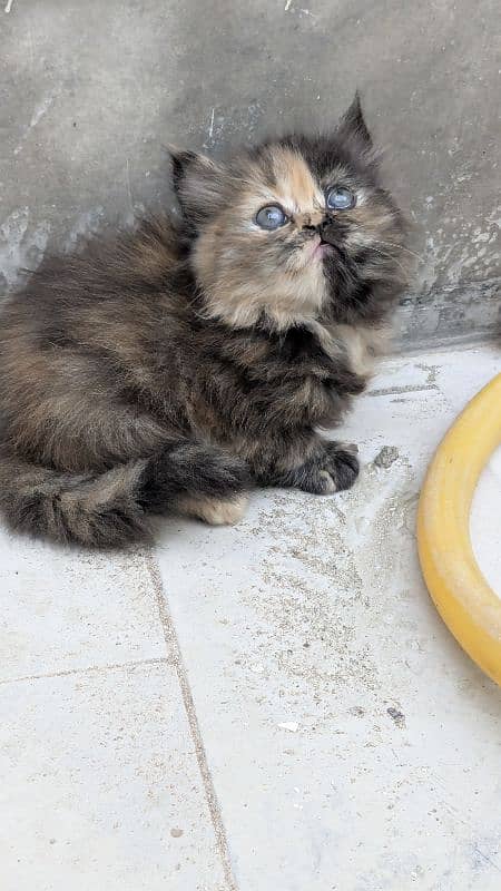 dual face Persian fluffy kitten 2