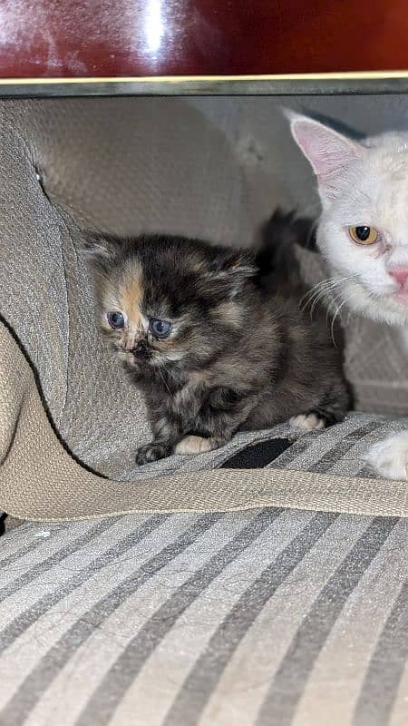 dual face Persian fluffy kitten 3