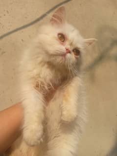 Pure Persian Punch Face Peki bloodline Each kitten/Cat qMention Demand