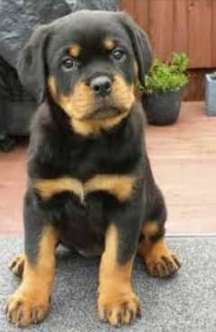 Rottweiler puppies pedigree