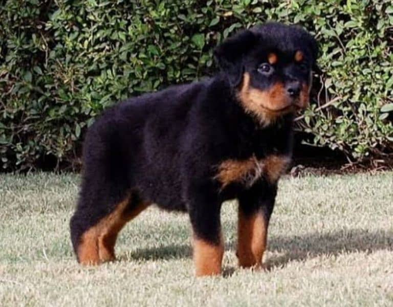 Rottweiler puppies pedigree 1