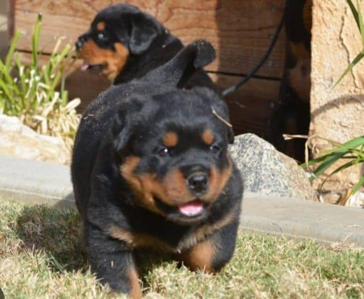 Rottweiler puppies pedigree 2