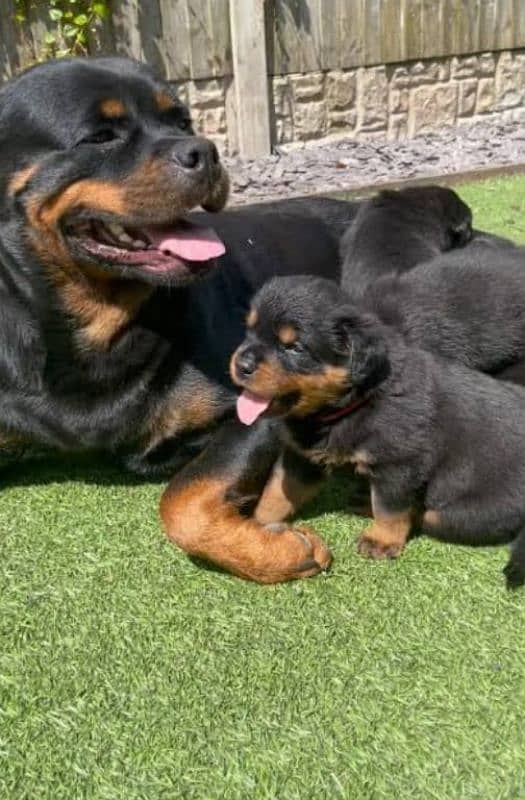 Rottweiler puppies pedigree 3