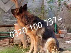 German Shepherd female pedigree