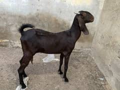 Bakri